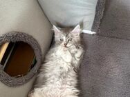 XXL Reinrassige Maine Coon Bärchen mit Stammbaum - Elsdorf (Nordrhein-Westfalen)