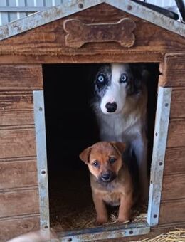 Liebenswerte, hübsche Missi sucht - Olsberg