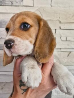 Beaglewelpe weiblich - Bad Tennstedt