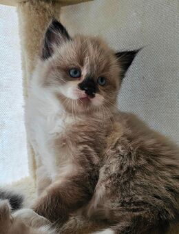 Bkh Maine Coon Kitten Mix - Hamburg Altona
