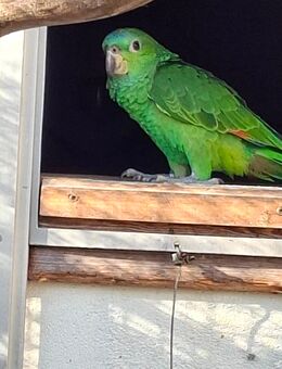 Junge Hybrid- Amazonen zu verkaufen - Cottbus