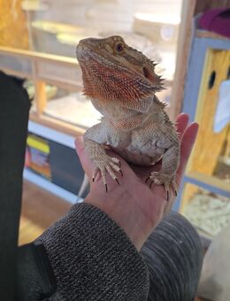 Bartagame Lilly - Korbach (Hansestadt)