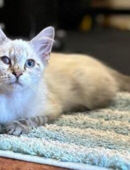 Mimir sucht mit Schwester Beta ein Heim - Neuss