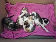 Kitten, abzugeben im September - Pohle