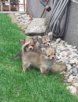 Langhaar Chihuahua - Welpen nur noch die 2 Jungs sind noch da - Hohe Börde