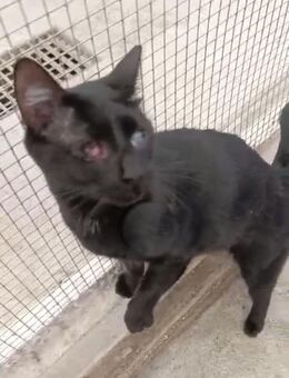 Marzia konnte dem Canile entkommen - Oberhausen (Rheinland-Pfalz)