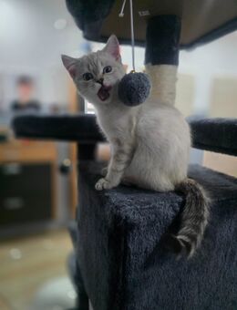Das letzte BKH Kitten 17 Wochen (Mädchen) - Nastätten