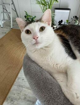 Wundervolle Kisa sucht ihre Familie - Duisburg