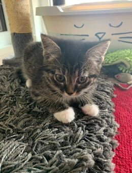 Kitten Mix in liebevolle Hände abzugeben - Tauberbischofsheim