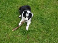 Abby BC Welpe sucht Zuhause - Ingolstadt