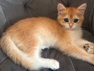 BKH Britisch Kurzhaar Kitten in Berlin - Berlin