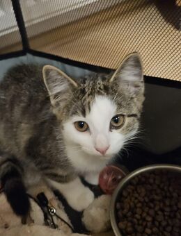Baby Katzen EKH und Heilige Birma Mix - Straßberg
