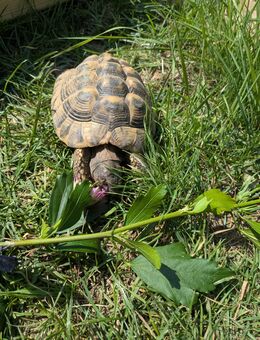 männliche griechische Landschildkröte THB aus dem Jahr 2017 abzugeben - Aldenhoven