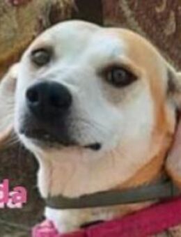 Ronda - ruhig und sensibel - Heppenheim (Bergstraße)