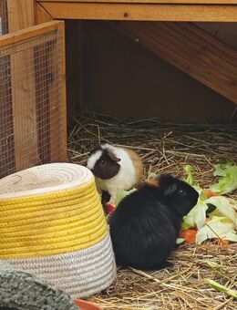 Meerschweinchen abzuheben US Teddy - Groß Pankow