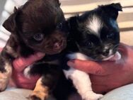 Chihuahua Babys - Mühlhausen (Thüringen)