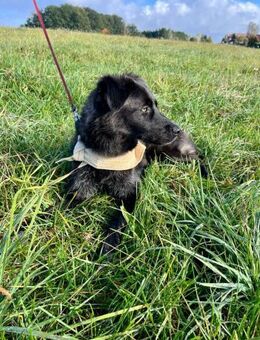 Elli Traumhund für Herzmenschen - Chemnitz