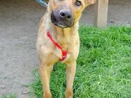 Nella im Tierheim Sulzbach - Bad Vilbel