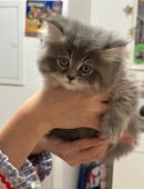 Liebevolle Perserkätzchen suchen ein schönes Zuhause. in 46045