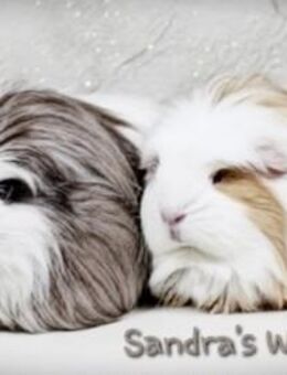 Meerschweinchen - Salzgitter