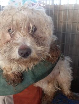 Matild, liebes Maltesermädchen - Remagen