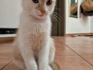Ragdoll-Mix Kitten suchen noch ein liebes Zuhause - Oberschneiding