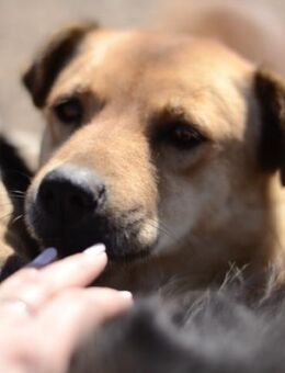 Sofie sucht ihr Glück - Celle