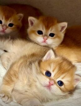 Reinrassige BKH Kitten - Speyer