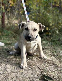 Ozan, kleiner Hundemann - Köln