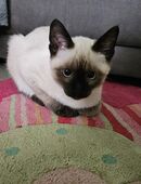 Reinrassigen Siam Kitten in 44229