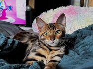 Bengal Kitten, Mini Leoparden in traumhafter Optik - Wriezen