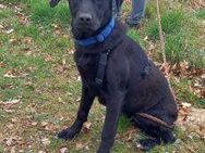 Labrador Mix Junghündin "Wilma" sucht ein Zuhause - Rethem (Aller) Zentrum