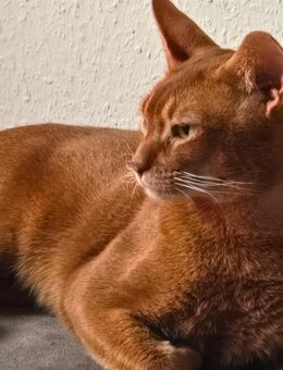 Abessinier Deckkater - Cloppenburg