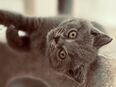 Britisch Kurzhaar Kitten 2-fach geimpft, mehrfach entwurmt in 99423