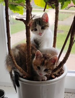 3 besondere Katzenbabies einer wunderbaren Glückskatzenmamma in Berlin - Berlin