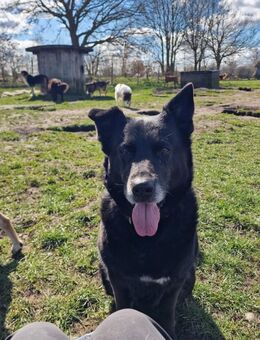 Dickie - sanftmütig und gemütlich - Süderdorf