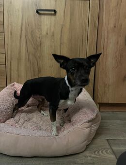 Zwergpinscher Mix - Niesky