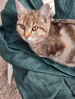 Süsse Maikaterchen - Berlin