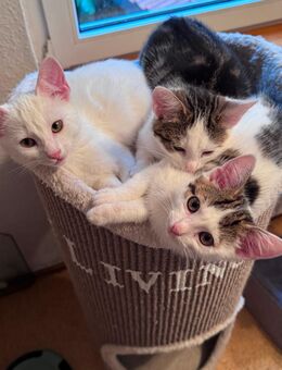 Kitten suchen ein Zuhause - Lauenburg (Elbe)