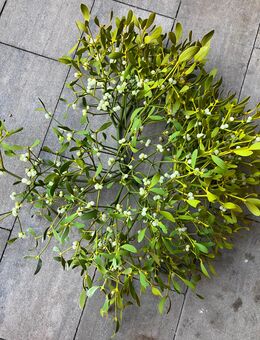 Misteln, Mistelzweige für Advents-u. Weihnachtsdeko - Moers