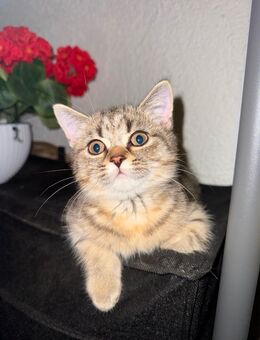 BKH Kater - Offenbach (Main)