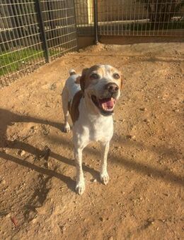 Senior Pedro wartet auf dich - Berlin