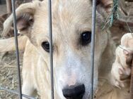 ✨Neugieriges Welpenmädchen Hermine🐾 - Eislingen (Fils)
