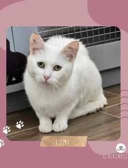Katze Lumi sucht ihre lieben Menschen - Lalendorf