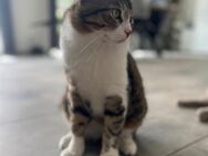Rocky BKH Mix Deckkater - Eschweiler Zentrum