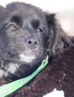 Iris ist ein ganz toller, sanfter Schatz - Karben