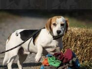 Alma Beagle Hündin ca. 5 Jahre alt in HU - Reutlingen