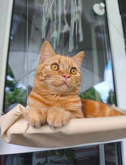 BKH Mix Kater 9Monate kastriert - Cottbus