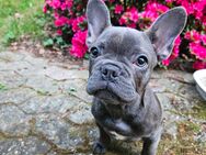 Welpe Französische Bulldogge Rüde Blue Brindle - Bonn Venusberg