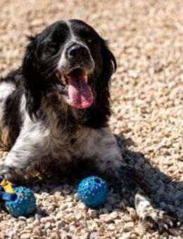 Flek sucht seinen Weggefährten 🐶 - München